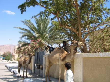 Kamele vor dem Pausenhof einer Schule im Südsinai (in Nuweiba, Ägypten)